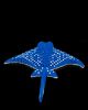 Picture of Spotted Eagle Ray